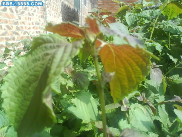 DSC00311.JPG