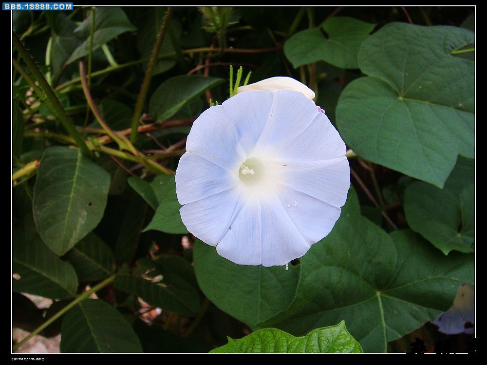 花1.jpg