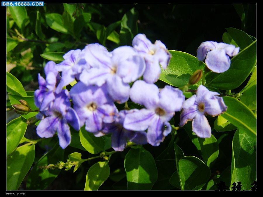 小花4.jpg
