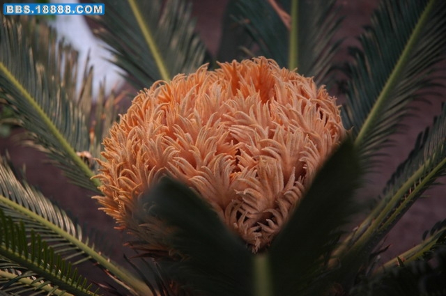 铁树开花4.jpg