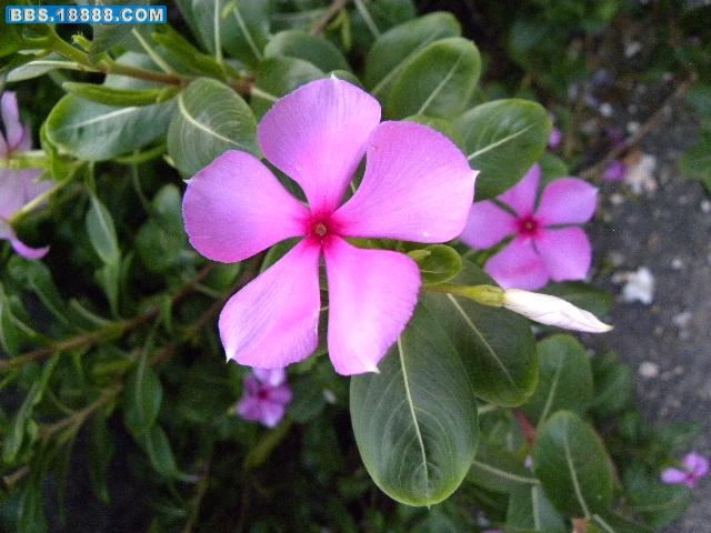 DSCN0132.JPG