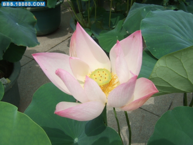 DSCF7093.JPG