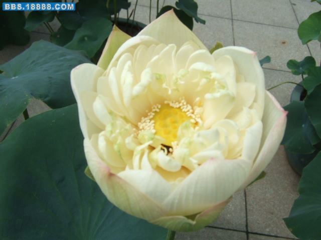 DSCF7090.JPG