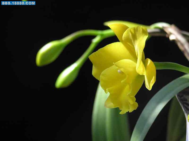 卡特兰&nbsp; cattleya hybrida2.jpg