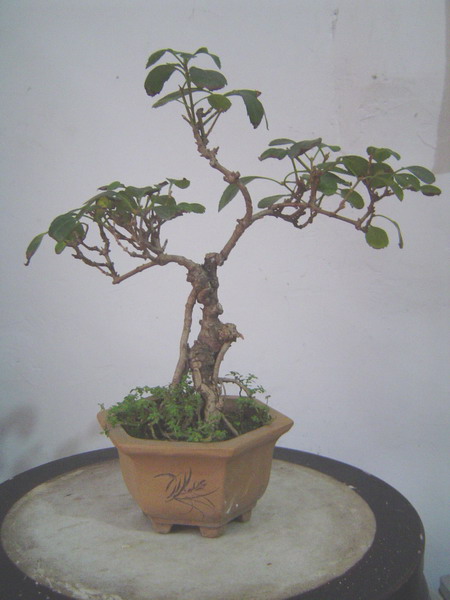 照片 796.jpg