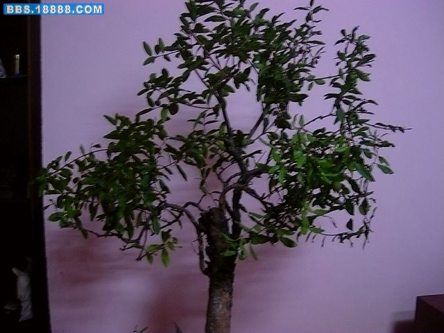 DSCN8910.JPG