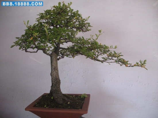 照片 1384_缩小大小.jpg