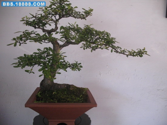 照片 1386_缩小大小.jpg
