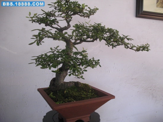 照片 1387_缩小大小.jpg