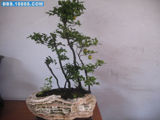 照片 1415_缩小大小.jpg