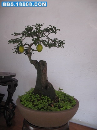 照片 1374_缩小大小.jpg