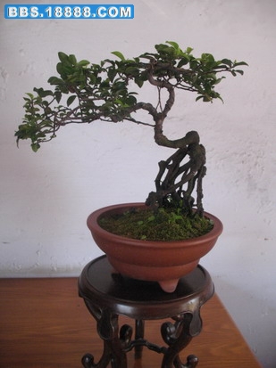 照片 1396_缩小大小.jpg