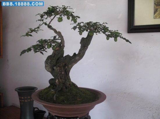 照片 1353_缩小大小.jpg