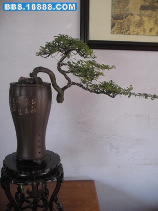照片 1371_缩小大小.jpg