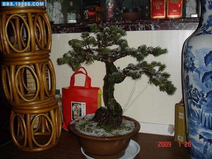 雪后五针松.JPG