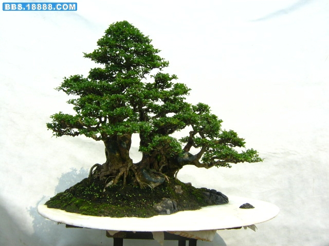 9月5日换入平盘的丛林盆景《童年的回忆》景照片 006.jpg