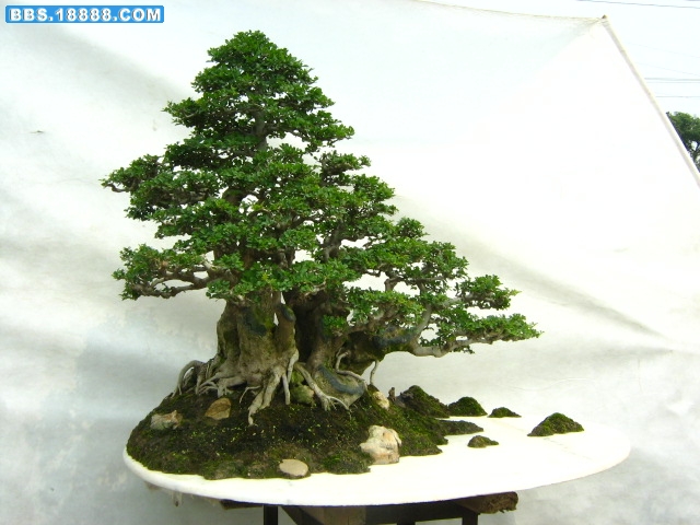 9月13日丛林盆景《童年的回忆》二次布景照片。 004.jpg