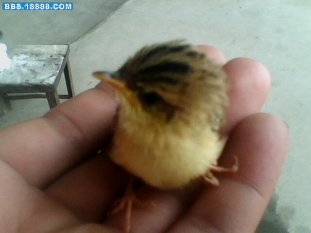 IMG0316A.jpg