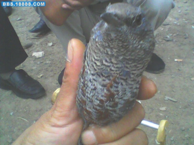 IMG0077A.jpg
