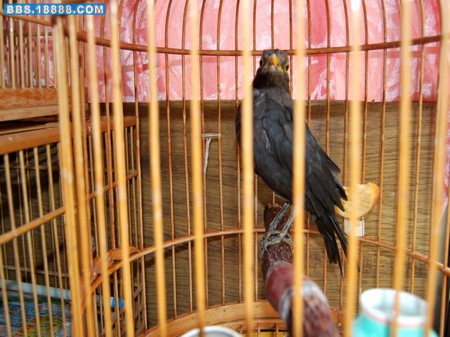 DSC_0032.JPG
