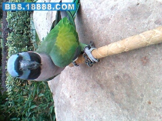 IMG0323A.jpg