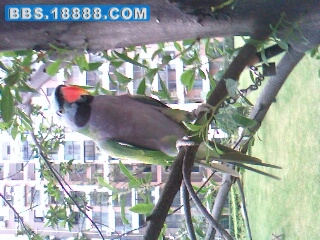 IMG0312A.jpg