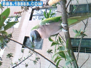 IMG0306A.jpg