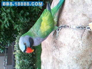 IMG0322A.jpg