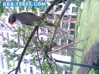 IMG0313A.jpg