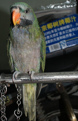 大绯1.jpg