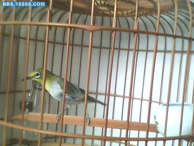 IMG0233A.jpg
