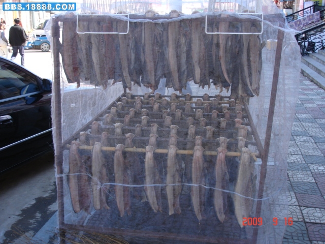 DSC09146.JPG