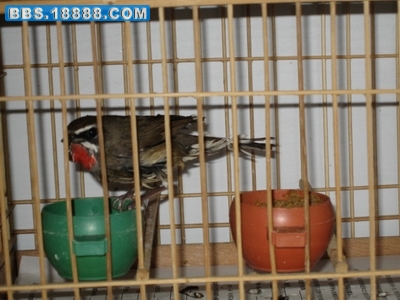 照片鸟 115.jpg