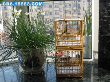 照片鸟 111.jpg
