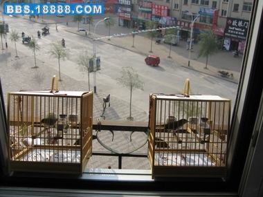 照片鸟 105.jpg