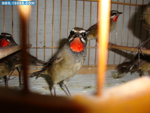 DSC00497.jpg