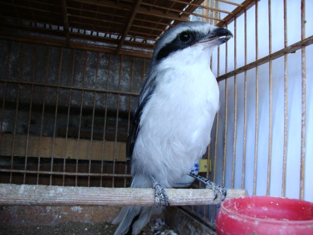 DSC00592.jpg