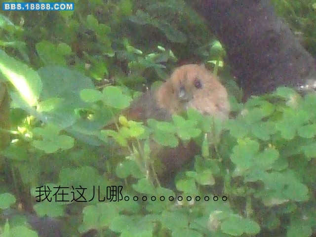 DSC03348 拷贝.jpg