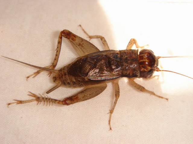 DSC03095.JPG
