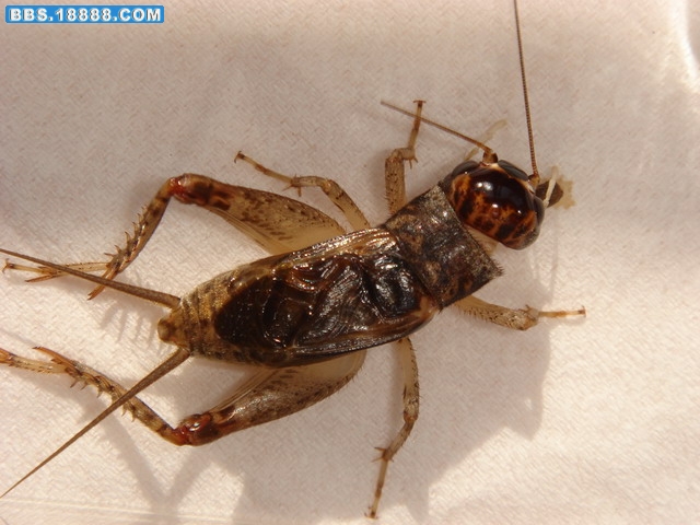 DSC03098.JPG