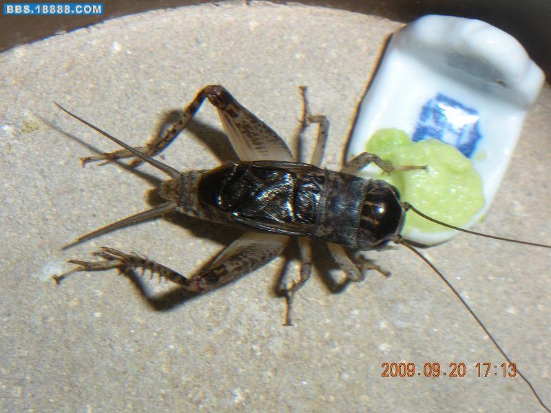DSCN2616.jpg