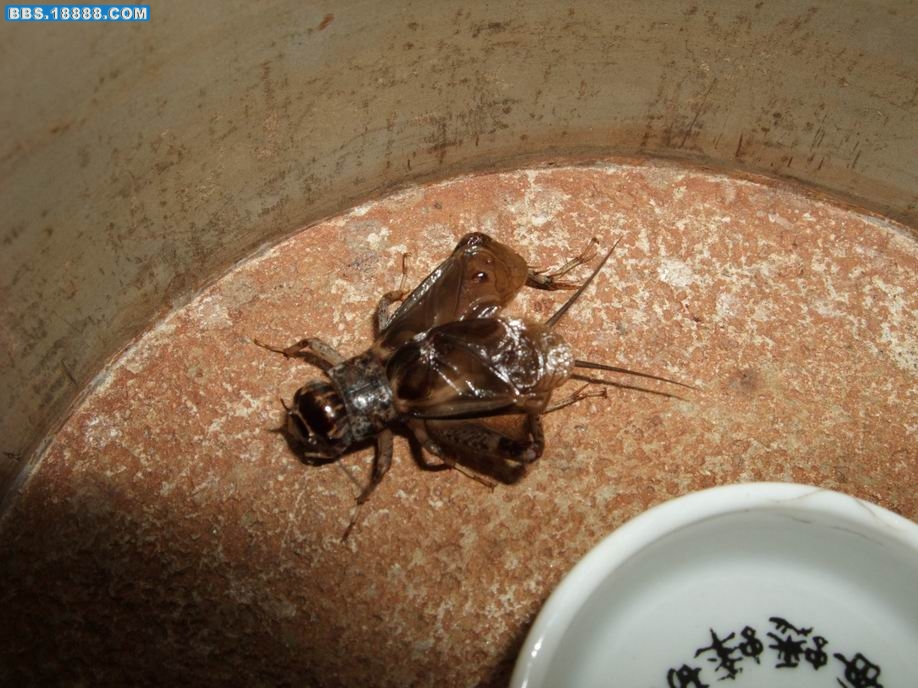 调整大小 DSCF1224.jpg