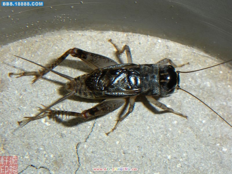 DSCN2549.jpg