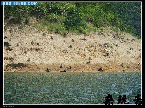 滩中根2.jpg