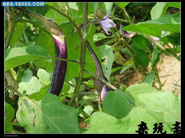 茄子1.jpg