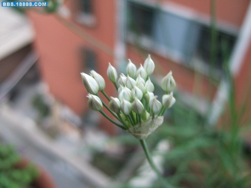 盆栽韭菜开花了 (2).jpg