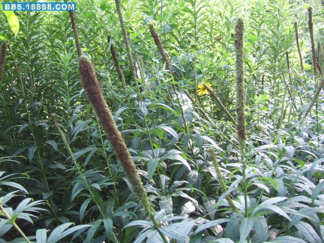 DSCF6933.JPG