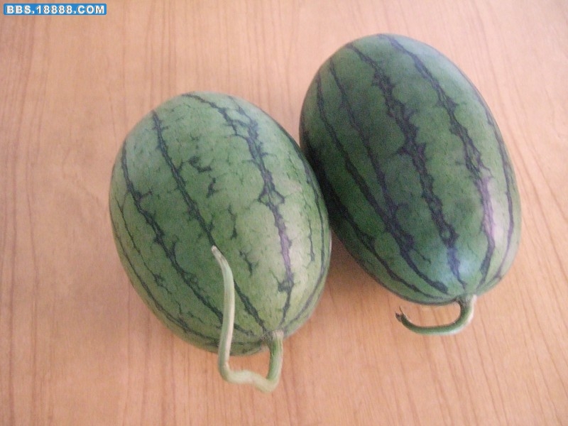 小凤西瓜.jpg
