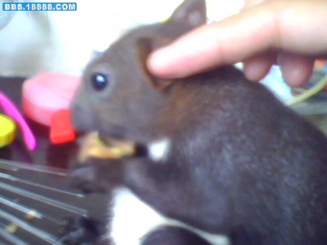 IMG0143A.jpg