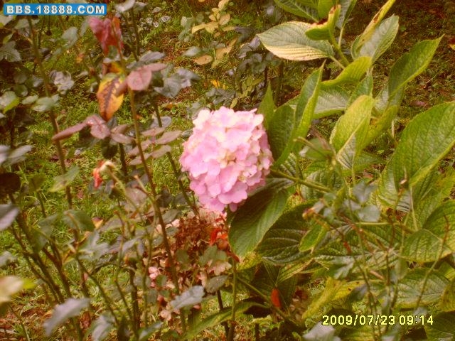 S5003398.jpg